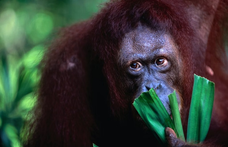 Dành chút thời gian tại Sở thú Singapore để ngắm nhìn các sinh vật từ khắp nơi trên thế giới trong môi trường sống rộng lớn