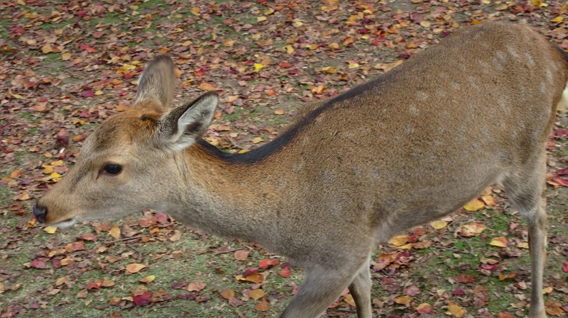 Bạn có thể cho hươu ăn ở Nara