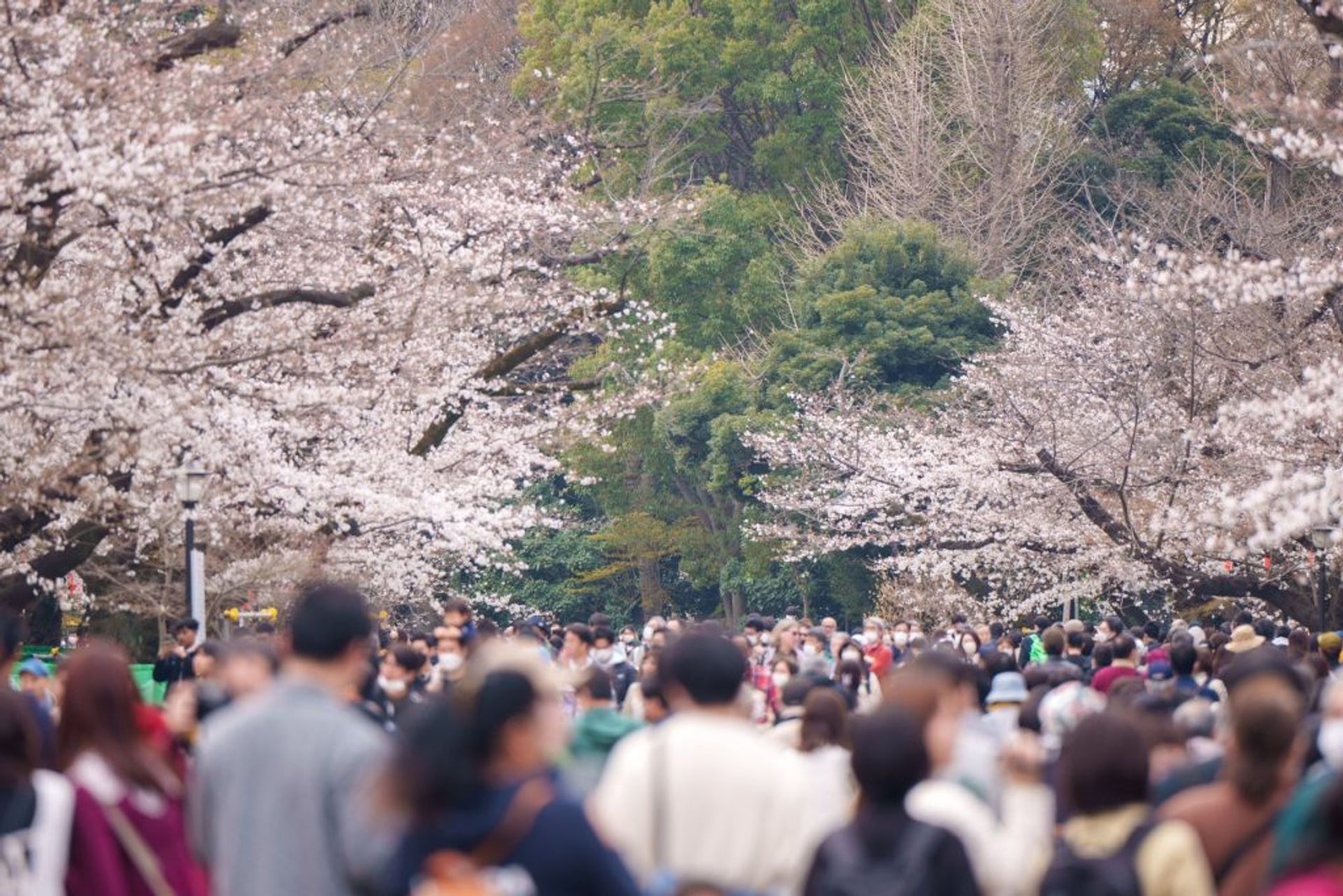 Đám đông ở công viên Ueno, Hanami