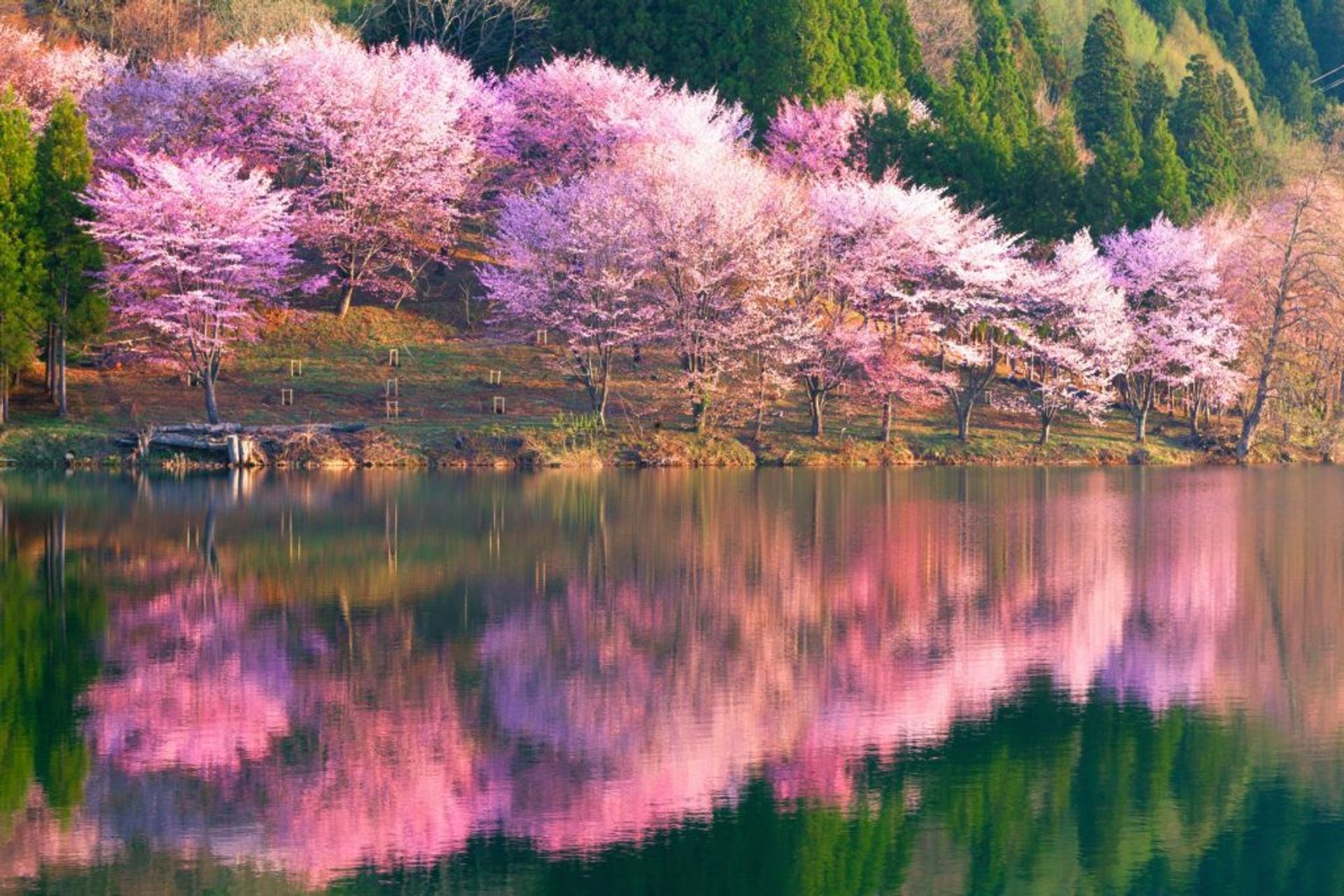 Hoa anh đào màu hồng phản chiếu trên hồ Nakatsuna