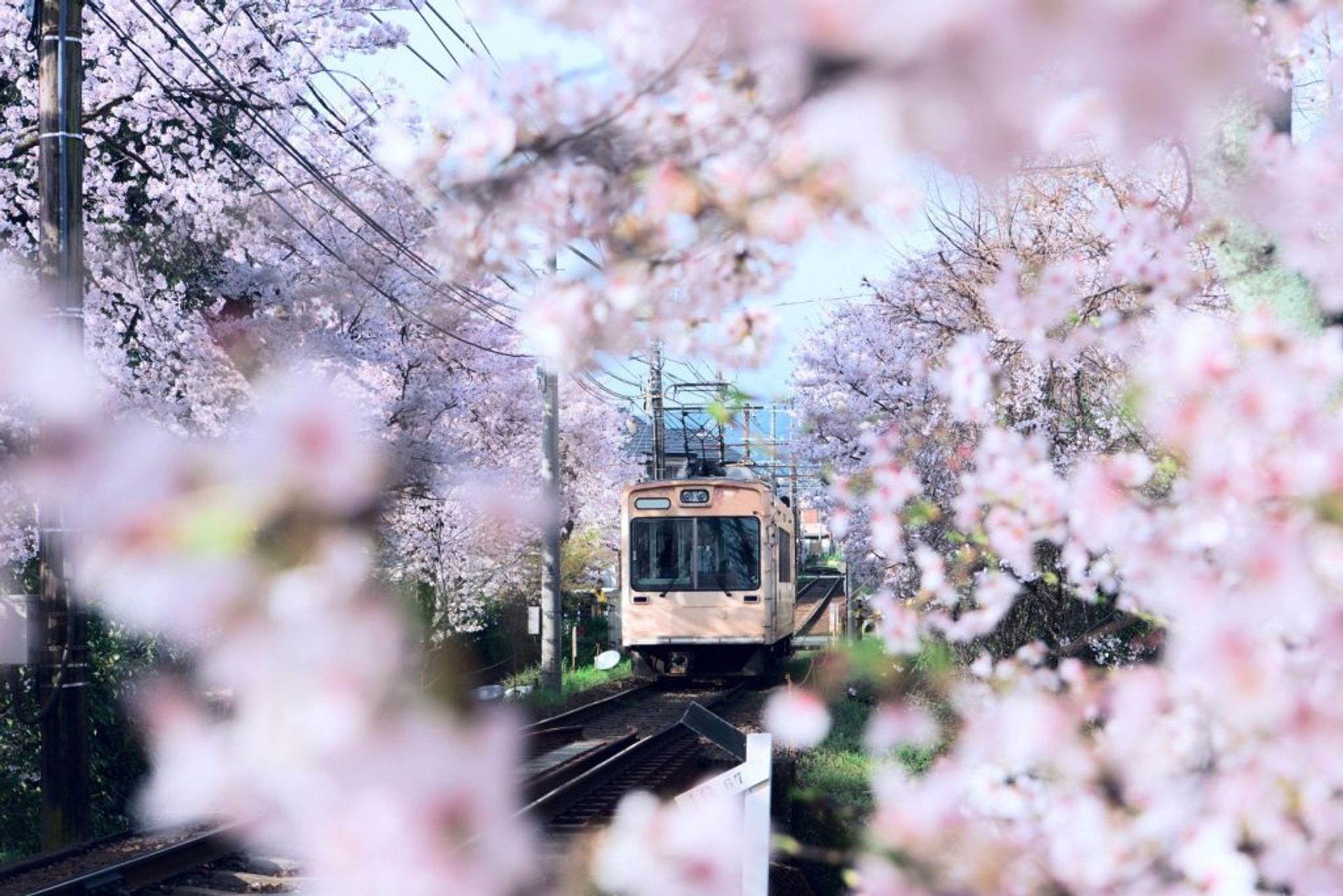Một chuyến tàu đi qua cây hoa anh đào