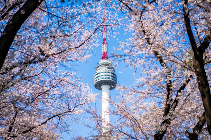 Tháp N Seoul với hoa anh đào hay hoa anh đào trên bầu trời xanh tại núi Namsan ở thành phố Seoul, Hàn Quốc.