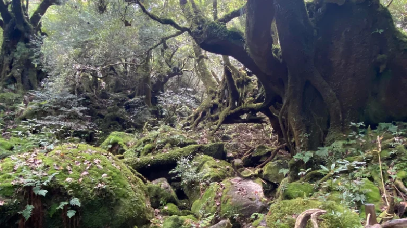 Trên hòn đảo phía nam Yakushima, khu rừng rêu được UNESCO bảo vệ là ốc đảo mát mẻ cho những chuyến đi bộ đường dài trong ngày, nơi có một số cây tuyết tùng cổ xưa nhất thế giới.