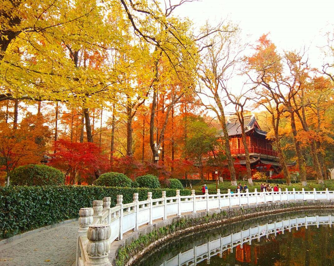 Khách Việt dành 12 ngày 'săn' mùa thu vàng ở Bắc Kinh