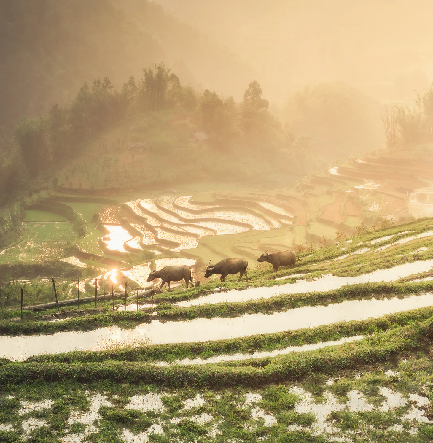 Cảnh đẹp Sa Pa - Ảnh: HARRY BRADLEY